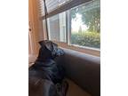 Izzy Asap!, Labrador Retriever For Adoption In La Honda, California