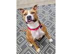 Kayla $350, American Pit Bull Terrier For Adoption In West Milwaukee, Wisconsin