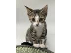 Adopt Jemma a Domestic Short Hair