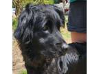 Adopt Maysie a Golden Retriever, German Shepherd Dog