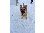 Adopt Maxine a German Shepherd Dog