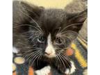 Adopt Sporty Spice a Domestic Short Hair
