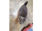 Adopt Gidget a Domestic Short Hair