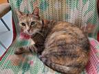 Adopt Lucky Lou a Domestic Short Hair