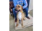Adopt Rose a German Shepherd Dog, Mixed Breed