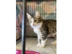 Adopt Demi a Domestic Medium Hair, Domestic Short Hair