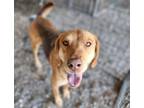 Adopt Reeses a Shepherd, Coonhound