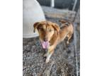 Adopt Ruby a Cattle Dog, Mixed Breed