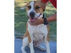 Adopt Penny a Pit Bull Terrier, Hound