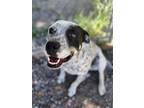 Adopt Daisy a Pit Bull Terrier, Australian Cattle Dog / Blue Heeler