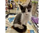 Adopt Betty - Flintstones Kitten Litter a Domestic Short Hair