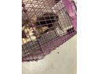 Adopt Tag 18 a Domestic Short Hair