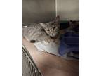 Adopt jalapeno-Tag 28 a Domestic Short Hair