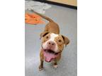 Adopt Honey Bunches of Oats a Pit Bull Terrier, Mixed Breed