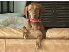 Adopt Vida a Vizsla