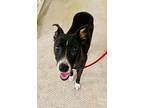 Adopt Sabrina a Whippet, Greyhound