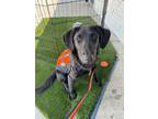 Adopt Huayro a Labrador Retriever, Shepherd
