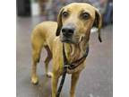Adopt Lila a Dachshund, Mixed Breed