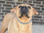 Adopt Lucy 2 a Shar-Pei, Pit Bull Terrier