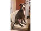 Adopt Scarlett (Country Siblings) a Hound, Labrador Retriever