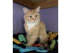Adopt Randee a Domestic Medium Hair
