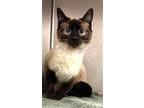 Adopt Rosie a Domestic Short Hair, Siamese
