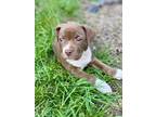 Adopt Azalea - Bouquet a Pit Bull Terrier
