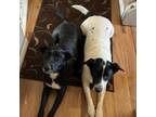 Adopt Nala a Australian Shepherd, Border Collie