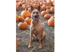 Adopt Piper 2627 a German Shepherd Dog