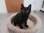 Adopt Elizabeth a Domestic Short Hair