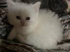 Exotic Shorthair Male Kitten