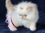 Himalayan Persian Newborn Alert