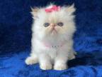 Himalayan Flame Point Female