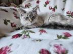 Ragdoll Siamese Kittens