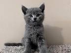 British Kittens For Big Sale