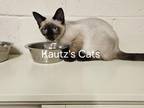 Siamese