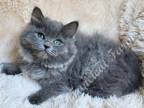 Adorable TICA Blue Solid Ragdoll Baby Boys