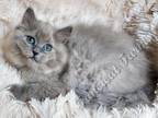 Precious TICA Blue Sepia Ragdoll Baby Boy