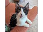 Adopt Sam - bonded with Wilber! Shoulder kitty who loves to be included!