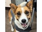 Adopt Harper- gorgeous girl, loves calm dogs! a Shetland Sheepdog / Sheltie