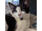 Adopt Wilber - bonded with Sam! Loves to talk and, eat churus, and snuggle!
