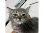 Adopt Gwen - Playful & Likes Heights! Good with Cats & Kids!