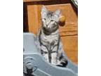 Adopt Jane a American Shorthair