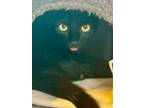 Adopt Linda a American Shorthair