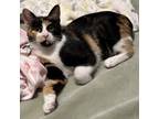 Adopt Patches (kitten) a Domestic Medium Hair