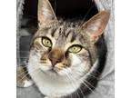 Adopt Marble a Domestic Short Hair