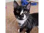 Adopt Atwood a Domestic Medium Hair