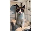 Adopt Mama Asteria a Snowshoe, Siamese
