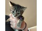 Adopt Eleanor - brown tabby girl a Domestic Short Hair