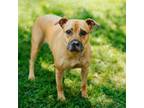 Adopt Khloe a American Staffordshire Terrier